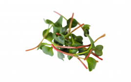 Simply Fresh Purple Radish-MH   Box  1 pcs